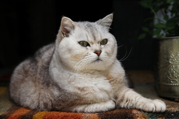 外を見張り、留守番をする猫