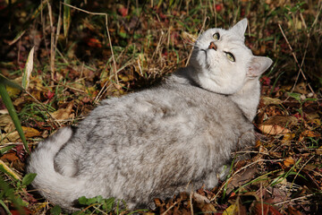 振返り、「何か用か？」と聞き返す猫