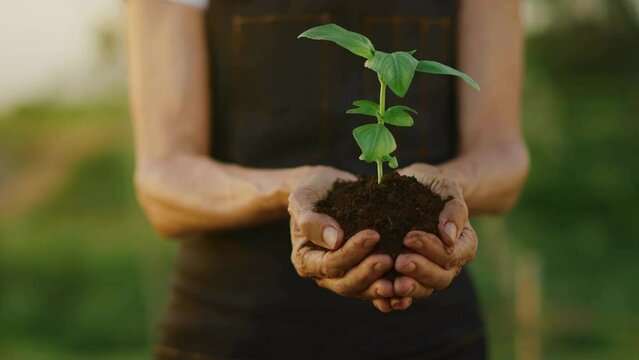 Close up of plant seedling in gardener hands. Hands holding new growth plant in sunset. Human holding sapling with soil in cupped hands. Two hands holding seedling to be planted.