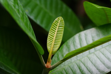Dillenia suffruticosa, commonly known as Simpoh Air, is a flowering shrub belonging to the family Dilleniaceae. 