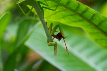 The Carolina mantis, scientifically known as Stagmomantis carolina, is a species of praying mantis native to North America.|卡罗来纳螳螂
