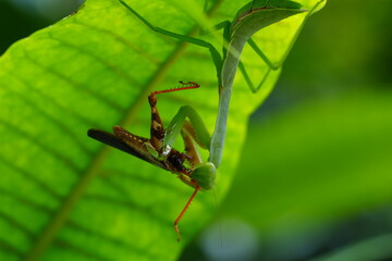 The Carolina mantis, scientifically known as Stagmomantis carolina, is a species of praying mantis native to North America.|卡罗来纳螳螂