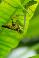 The Carolina mantis, scientifically known as Stagmomantis carolina, is a species of praying mantis native to North America.|卡罗来纳螳螂