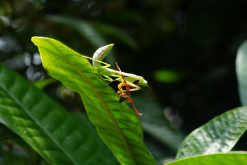 Fototapeta premium The Carolina mantis, scientifically known as Stagmomantis carolina, is a species of praying mantis native to North America.|卡罗来纳螳螂