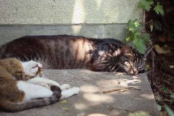 　キジトラ猫（母）とキジクロ猫（息子）、夏の昼下がり