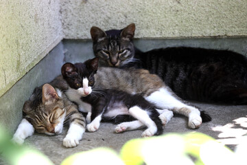 8月の親子猫（キジトラ母、ハチワレ弟とキジクロ兄）