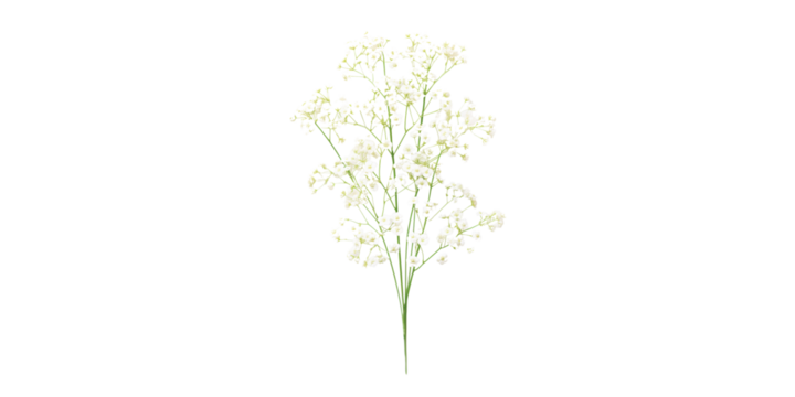 Baby's Breath flowers Artificial Intelligence Generative