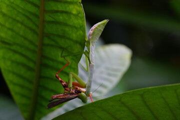The Carolina mantis, scientifically known as Stagmomantis carolina, is a species of praying mantis native to North America.|卡罗来纳螳螂