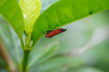 Bothrogonia addita is a species of leafhopper in the family Cicadellidae. Leafhoppers are small, agile insects known for their plant-feeding habits and their ability to jump great distances relative 