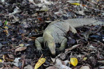 Monitor lizard digs around in Botanic Gardens