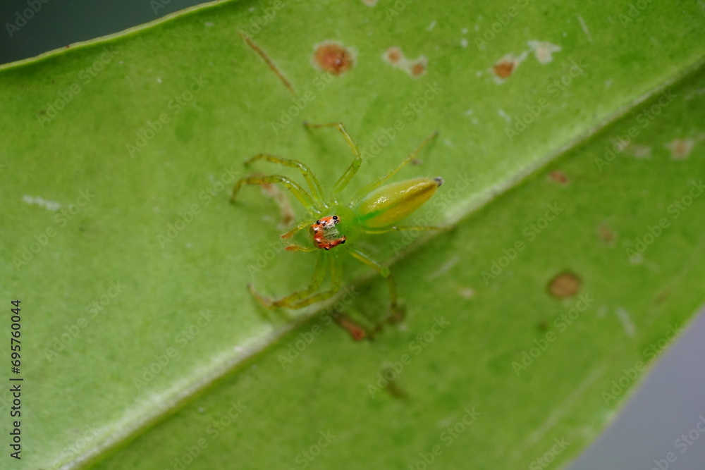 Wall mural lyssomanes viridis, commonly known as the magnolia green jumper or green jumping spider, is a specie