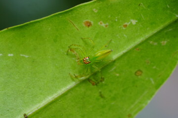 Naklejka premium Lyssomanes viridis, commonly known as the Magnolia green jumper or green jumping spider, is a species of small arachnid found in the southeastern United States and parts of Central America. 綠蜘蛛