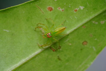 Lyssomanes viridis, commonly known as the Magnolia green jumper or green jumping spider, is a species of small arachnid found in the southeastern United States and parts of Central America.  綠蜘蛛 © Jimmy