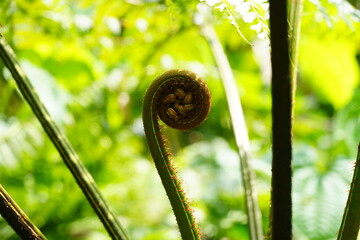 Close view at fern fiddlehead growing in the Singapore Botanic Gardens. 
