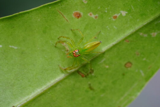 Lyssomanes viridis, commonly known as the Magnolia green jumper or green jumping spider, is a species of small arachnid found in the southeastern United States and parts of Central America.  綠蜘蛛