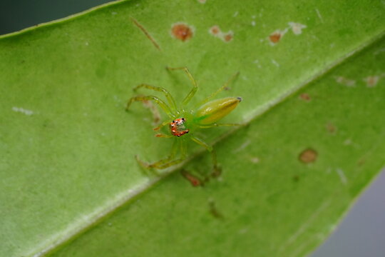 Lyssomanes viridis, commonly known as the Magnolia green jumper or green jumping spider, is a species of small arachnid found in the southeastern United States and parts of Central America.  綠蜘蛛