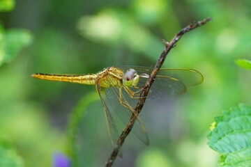 The Wandering Glider (Pantala flavescens) is a species of dragonfly known for its incredible long-distance migrations, making it one of the most widely distributed dragonflies in the world.|黃蜻