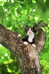 木の上から遠くを望む猫