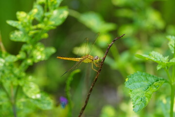 The Wandering Glider (Pantala flavescens) is a species of dragonfly known for its incredible long-distance migrations, making it one of the most widely distributed dragonflies in the world.|黃蜻
