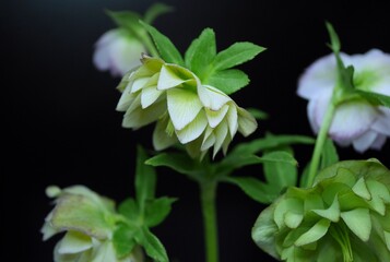 八重咲のクリスマスローズ20220302