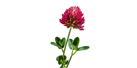 red clover Artificial Intelligence Generative