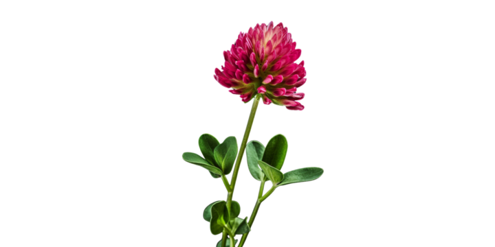 red clover Artificial Intelligence Generative