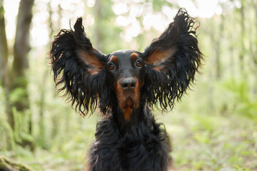 A Gordon Setter with ears mid-flutter in a woodland setting. Its spirited expression and lively...