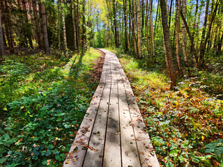 Path made of parquet boards with autumn green and yellow leaves and grass around. Background,...
