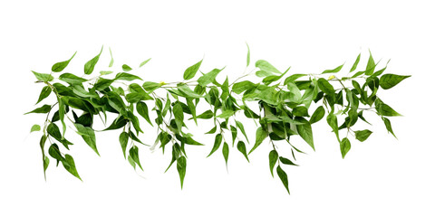 vernonia eliptica green leaves hanging wreath Artificial Intelligence Generative - obrazy, fototapety, plakaty