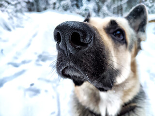 Dog German Shepherd in a winter day and white snow arround. Waiting eastern European dog veo and...