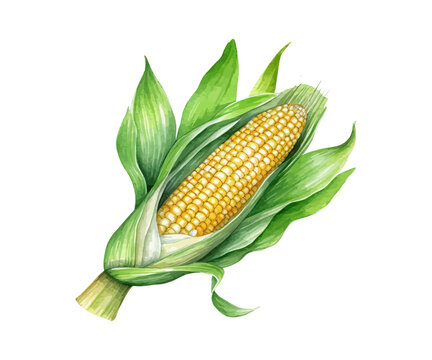 Corncob with leaf. Hand drawn watercolor painting. Vector illustration design.