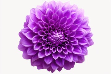 A close up view of a purple flower on a clean white background. Perfect for floral themes and nature-inspired designs