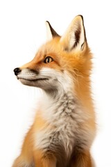 Close-up photo of a red fox against a plain white background. Perfect for wildlife enthusiasts and animal-themed projects