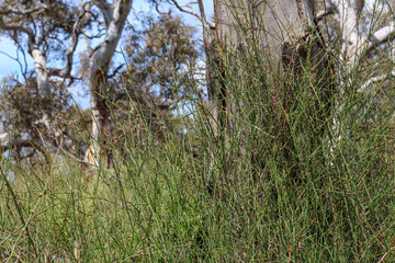 Fototapeta na wymiar australian bushland landscape with shrubs and grasses
