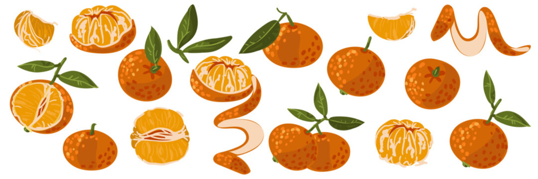 Horizontal set of tangerines in different shapes. Slice, whole, peel, half, peel, peel. Isolated vector orange illustrations on a white background. Elements for the sticker. Winter Christmas Fruit