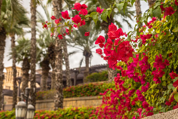 Urban greening. Close up of the tropical plant Bougainvillea, paper flower. Blooming bougainvillea and palm trees on the background. Garden plant, evergreen climbing shrub