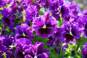 Obraz premium 紫色のフリルパンジー20220402