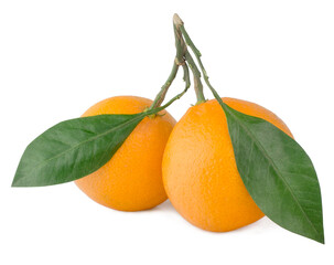 Tangerines isolated on a white background.