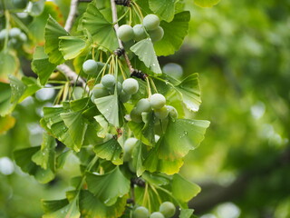まだ青い銀杏の実