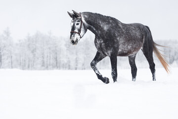 beautiful grey horse in bridle walking through the snow in winter