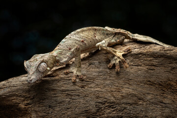 The Satanic Leaf-tailed Gecko (Uroplatus phantasticus) is a species of gecko native to Madagascar.