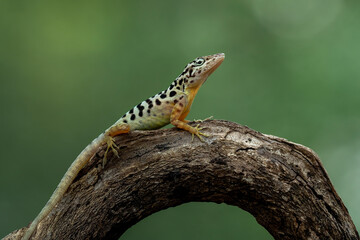 Fototapeta premium Saba Anole or Saban Anole (Anolis sabanus) is native to the island of Saba, in the Caribbean Lesser Antilles.