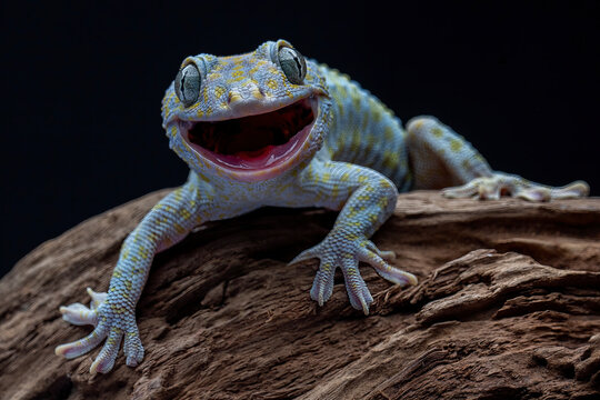 The laughing Gecko. The Tokay Gecko (Gekko gecko).