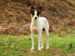 Hunting dog abandoned in a rural area.