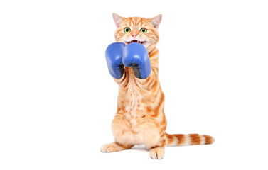 Funny kitten in boxing gloves standing on his hind legs isolated on a white background