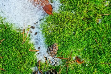 texture of green fresh soft beautiful with snow and forest moss cone on the ground in the forest in winter