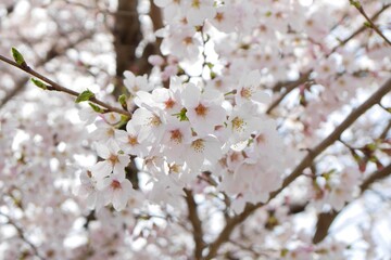 満開のソメイヨシノ20220404