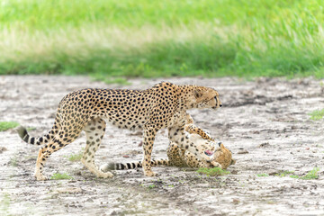  Cheetah (Acinonyx jubatus) searching for prey in Mkuze Falls Game Reserve near the Mkuze River in South Africa