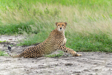  Cheetah (Acinonyx jubatus) searching for prey in Mkuze Falls Game Reserve near the Mkuze River in South Africa