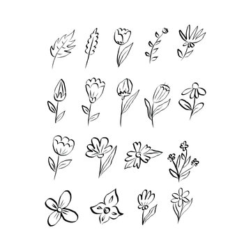Vector set flowers illustration. elements with botanical flowers outline with leaves